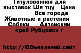 Титулованная для выставок Ши-тцу › Цена ­ 100 000 - Все города Животные и растения » Собаки   . Алтайский край,Рубцовск г.